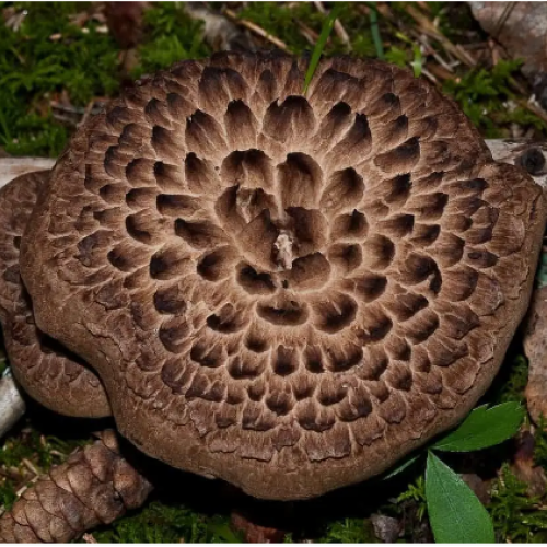 Їжовик строкатий сушений (50грам)