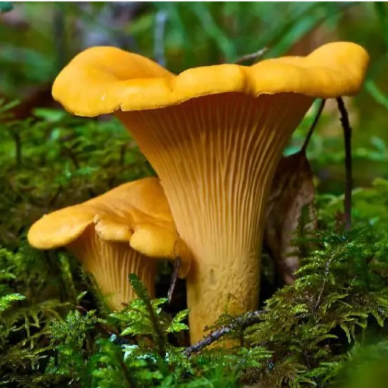 Гриб Лисичка сушений (50грам)