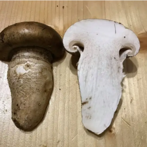 Катателазма царська сушена (гордуман)   (50грам)