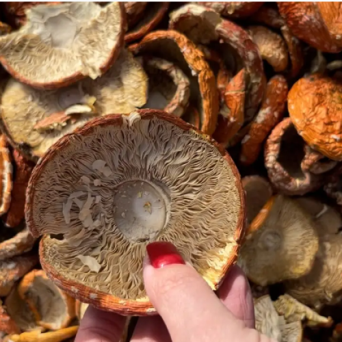 Червоний мухомор сушений (50грам)