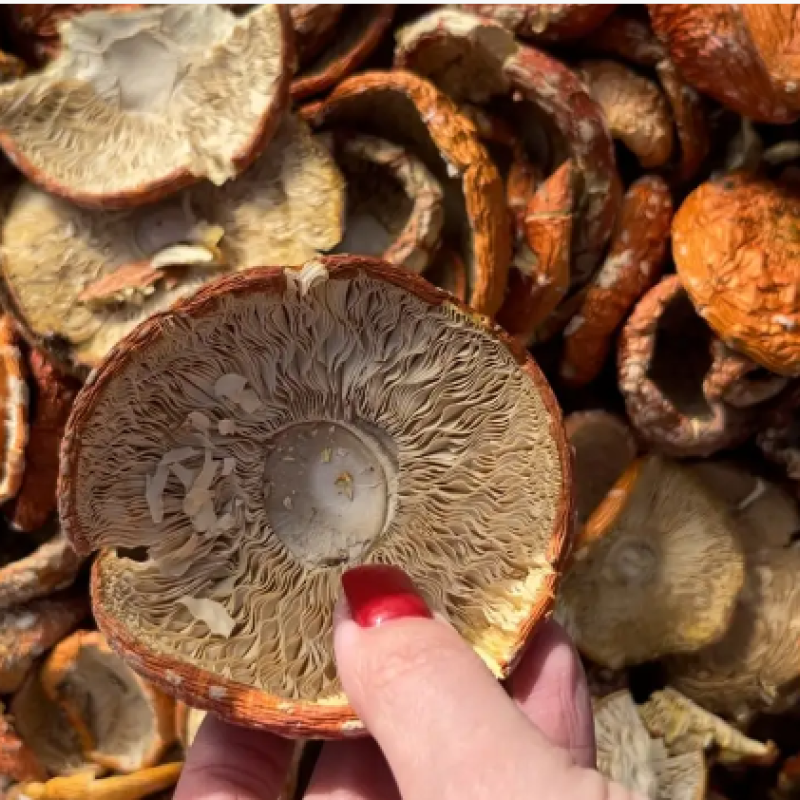 Червоний мухомор сушений (50грам)