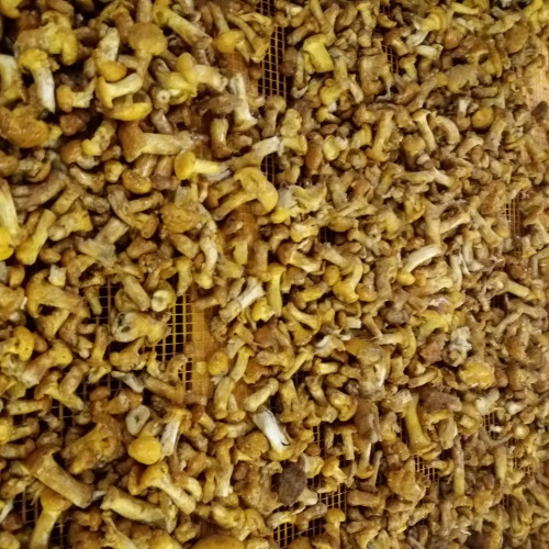 Лисички заморожені "Дари Гуцульщини"