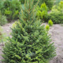 Жива ялина Європеська зрізана до 2,0м