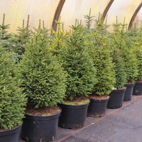 ЖИВА ялина Європейська в горщику до 1,5м