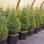ЖИВА ялина Європейська в горщику до 1,5м