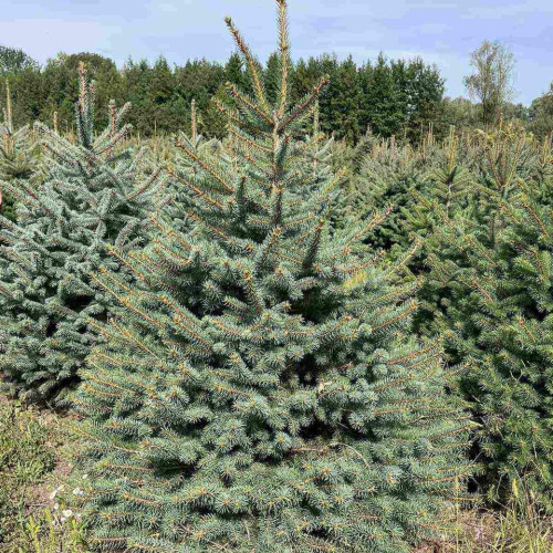 Жива Ялина Блакитна зрізана до 1,5м., "Дар Груп"