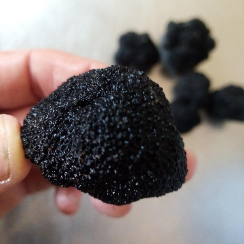 Гриб трюфель їстівний чорний (Tuber aestivum)
