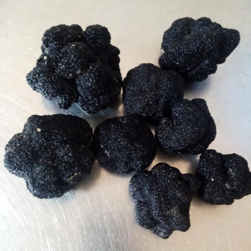 Гриб трюфель їстівний чорний (Tuber aestivum)