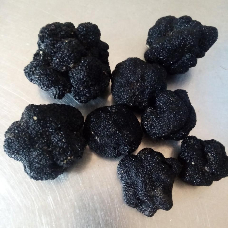Гриб трюфель їстівний чорний (Tuber aestivum)
