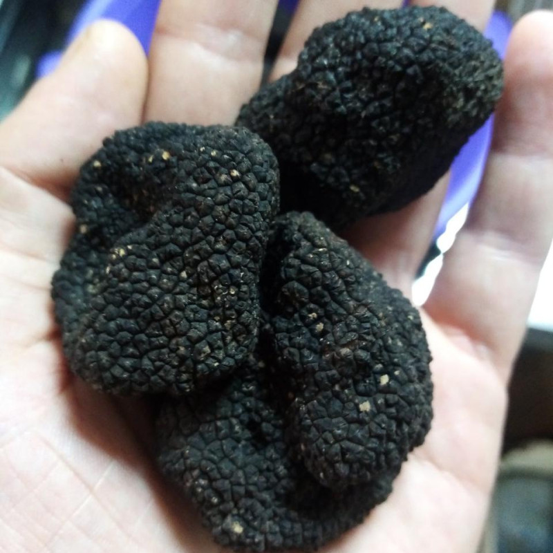 Гриб трюфель їстівний чорний (Tuber aestivum)