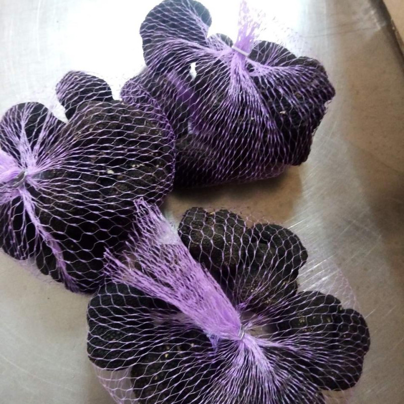 Гриб трюфель їстівний чорний (Tuber aestivum)