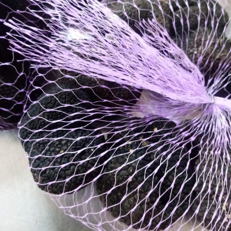 Гриб трюфель їстівний чорний (Tuber aestivum)