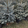 Жива Ялина Блакитна в горщику до 1,5м.