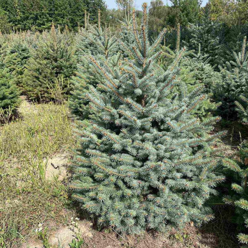 Жива Ялина Блакитна в горщику до 1,5м.