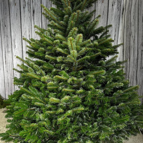 Жива ялина (піхта) Нордмана 1,0-1,25м