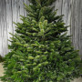 Жива ялина (піхта) Нордмана 1,0-1,25м