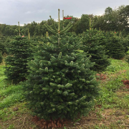 Жива ялина (піхта) Нордмана 1,75-2,0м