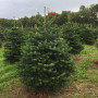 Жива ялина (піхта) Нордмана 1,75-2,0м