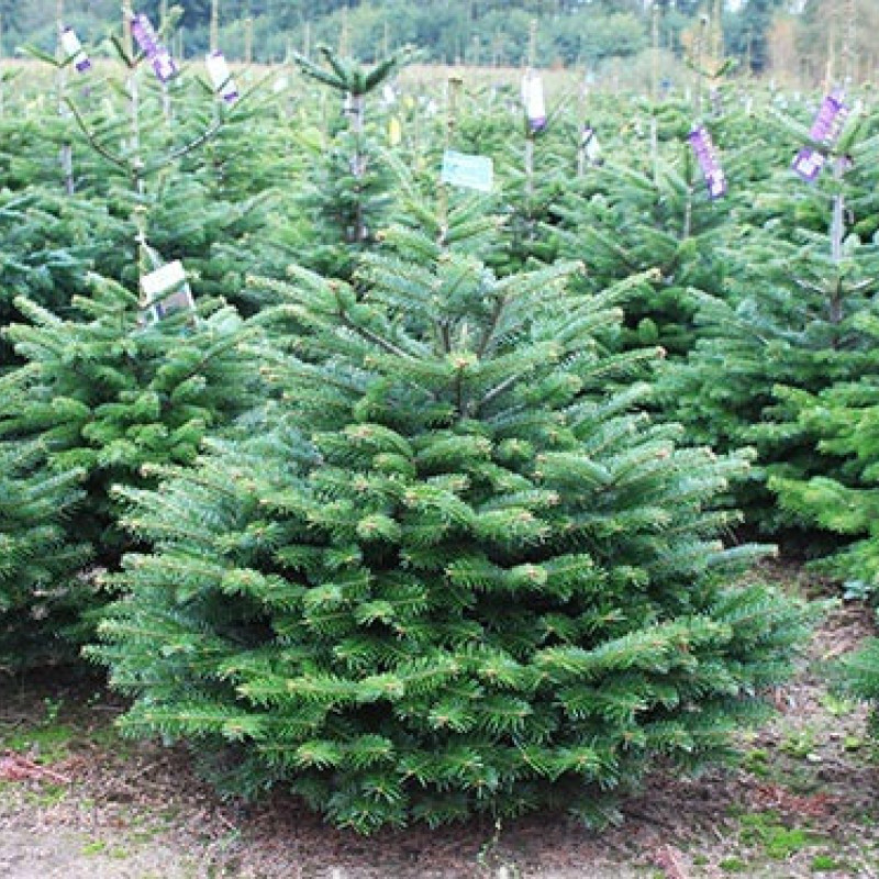 Жива Ялина Нордмана в горщику до 1,5 м,